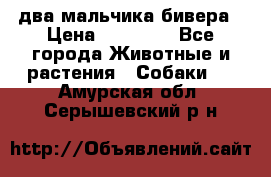 два мальчика бивера › Цена ­ 19 000 - Все города Животные и растения » Собаки   . Амурская обл.,Серышевский р-н